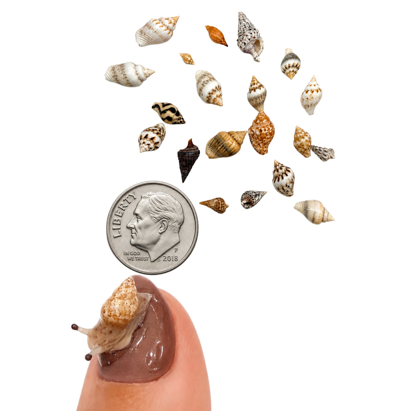 Tiny Sea shells (20 pack)
