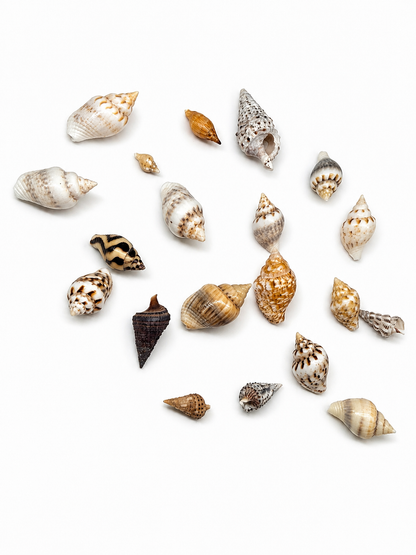 Tiny Sea shells (20 pack)